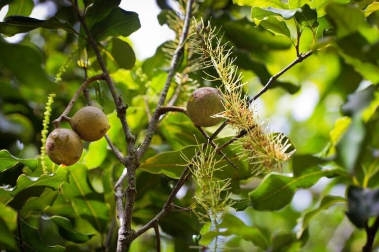 Macadamia nuts, leaves and flowers