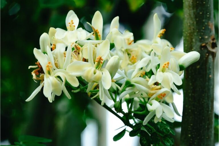 Moringa flowers