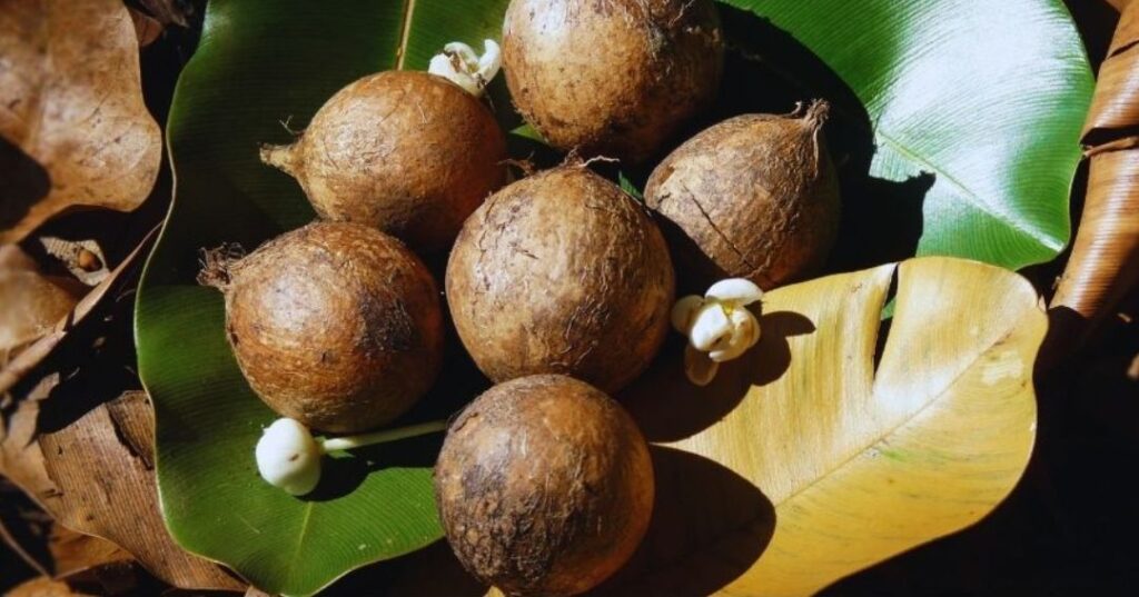 Tamanu nuts