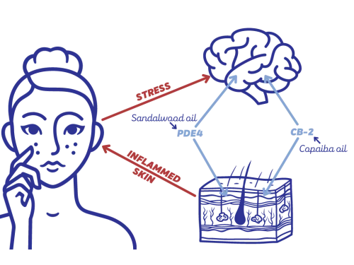 Brain-Skin